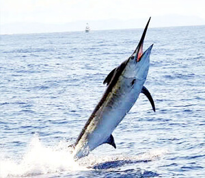 Cabo Fishing Fleet